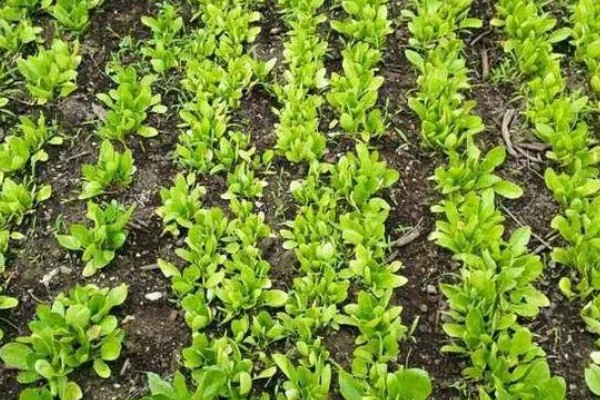 冬季怎么种植菠菜，浸种后进行撒播或条播