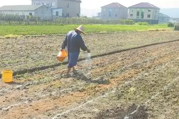 冬季怎么种植菠菜，浸种后进行撒播或条播