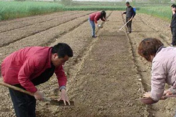 冬季怎么种植菠菜，浸种后进行撒播或条播