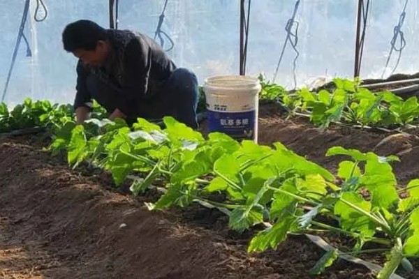 冬季怎么种植菠菜，浸种后进行撒播或条播