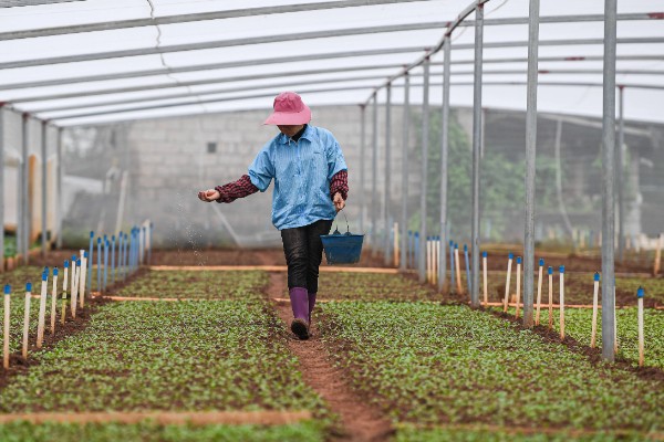 冬季怎么种植菠菜，浸种后进行撒播或条播