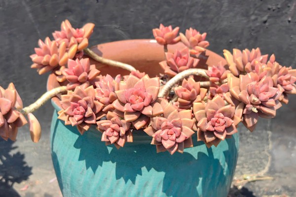 怎么养姬胧月，遵循不干不浇、浇必浇透的原则