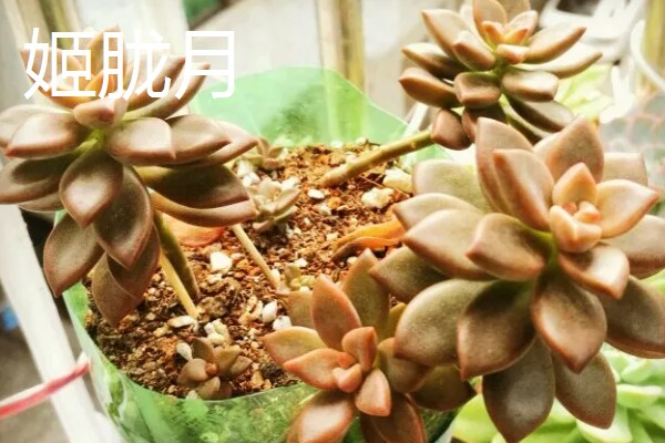 怎么养姬胧月，遵循不干不浇、浇必浇透的原则