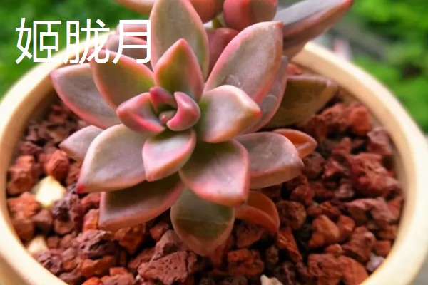 怎么养姬胧月，遵循不干不浇、浇必浇透的原则