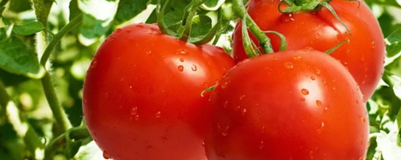 西红柿种子的种植方法，播种前种子在温水中浸泡6-8小时