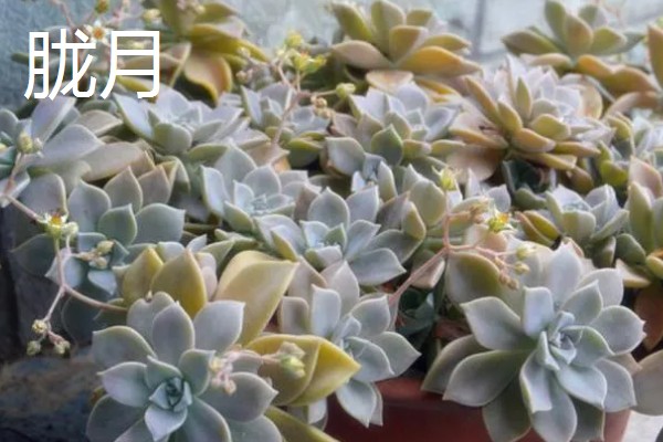 怎么养姬胧月，遵循不干不浇、浇必浇透的原则