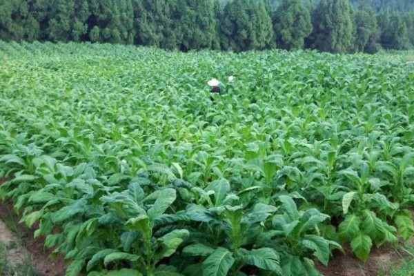 烤烟种植的土壤与气候要求，适宜在亚热带地区种植
