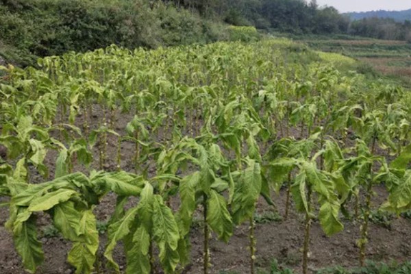烤烟种植的土壤与气候要求，适宜在亚热带地区种植