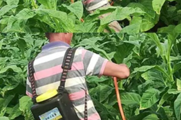 烤烟种植的土壤与气候要求，适宜在亚热带地区种植