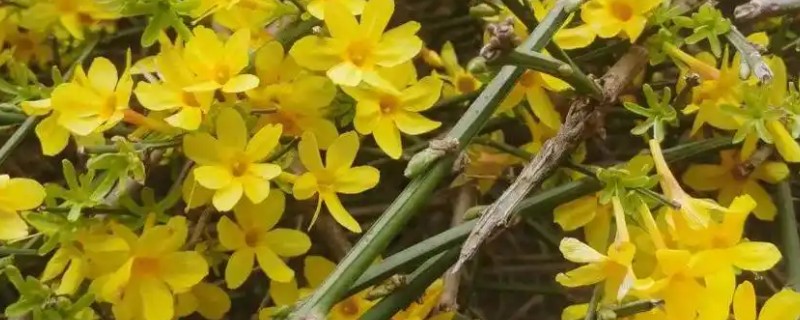 春天盛开的花，常见的有迎春花、海棠花等