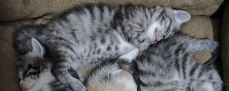 小猫吐血水的原因，可能是感染了猫瘟病毒