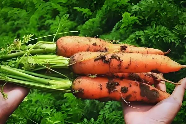 秋季胡萝卜的田间管理方法，收获前20天内不应使用氮肥