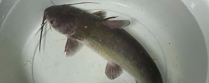 梭边鱼属于哪种鱼，是一种底栖鱼类