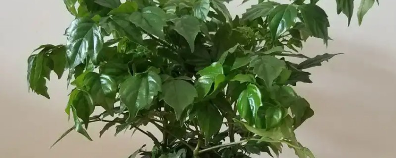 幸福树枯萎了能不能活，清除枯萎腐烂部位再消毒重栽便不会死亡