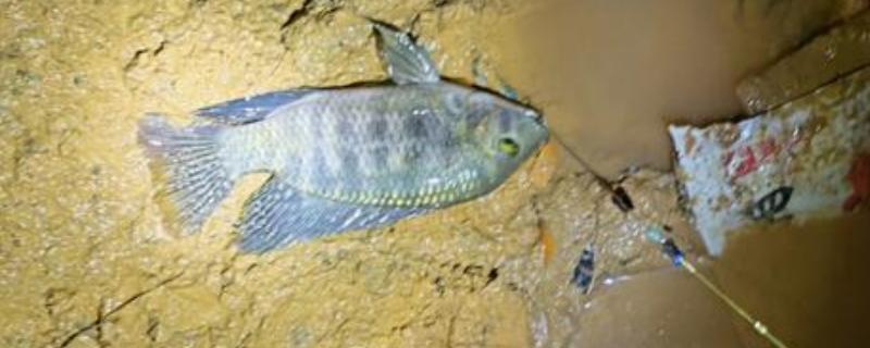 晚上能不能钓罗非鱼，适合将水草多、石头多的地方当作钓位