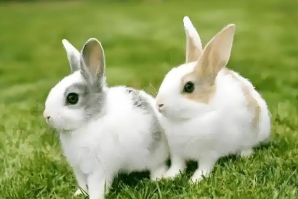 提高母兔受孕率的方法，首次配种后经过一段时间再次交配