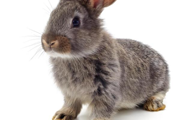 提高母兔受孕率的方法，首次配种后经过一段时间再次交配