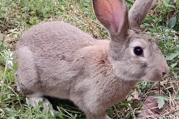 提高母兔受孕率的方法，首次配种后经过一段时间再次交配