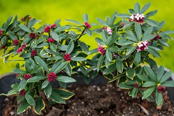 瑞香的养殖方法,偏爱半荫环境