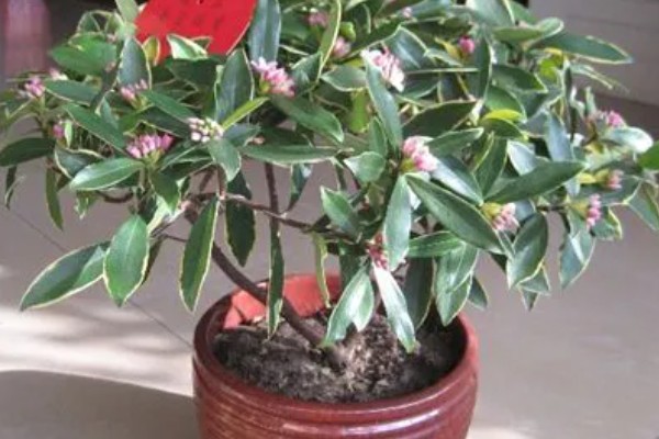 瑞香的养殖方法,偏爱半荫环境