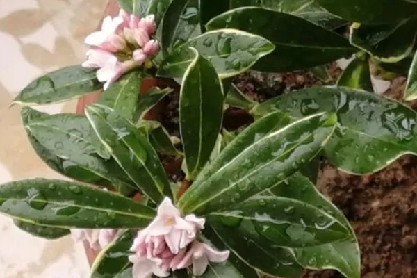 瑞香的养殖方法,偏爱半荫环境