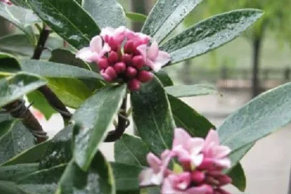 瑞香的养殖方法,偏爱半荫环境