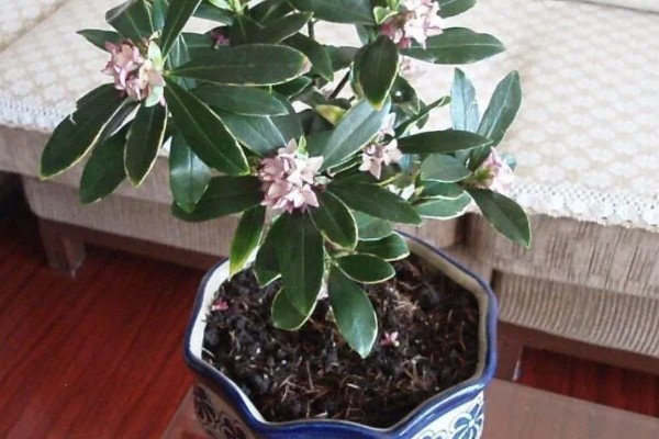 瑞香的养殖方法,偏爱半荫环境