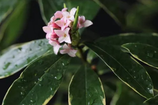 瑞香的养殖方法,偏爱半荫环境