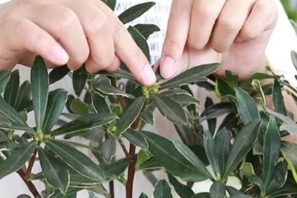 瑞香的养殖方法,偏爱半荫环境