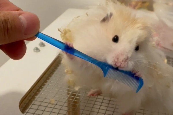 仓鼠的行为和情绪之间的关联,梳理体毛时一般处于自然、放松的状态