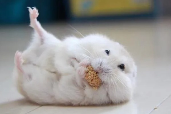 仓鼠的行为和情绪之间的关联,梳理体毛时一般处于自然、放松的状态
