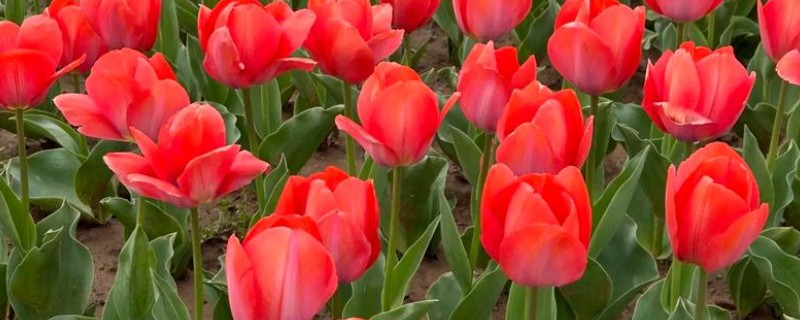 郁金香凋谢后怎么保存种球，可放在0-10℃的环境中冷藏