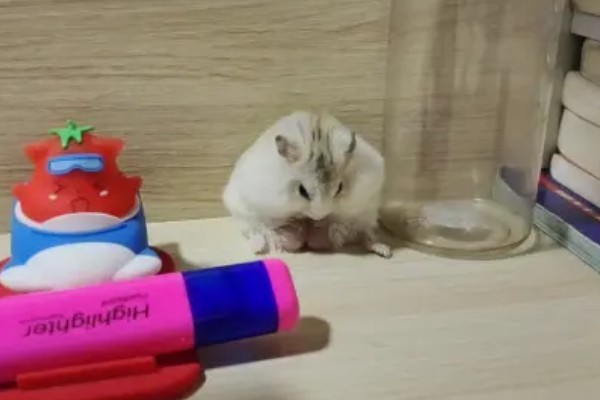 仓鼠的行为和情绪之间的关联,梳理体毛时一般处于自然、放松的状态