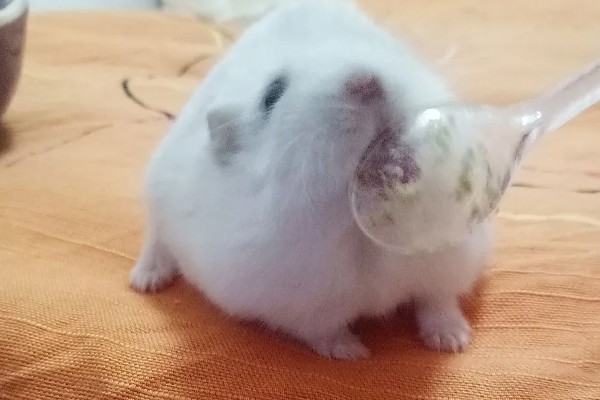 仓鼠的行为和情绪之间的关联,梳理体毛时一般处于自然、放松的状态