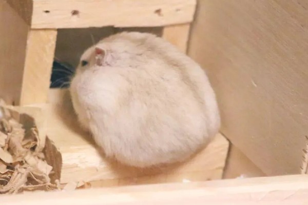 仓鼠的行为和情绪之间的关联,梳理体毛时一般处于自然、放松的状态