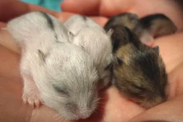 仓鼠的行为和情绪之间的关联,梳理体毛时一般处于自然、放松的状态