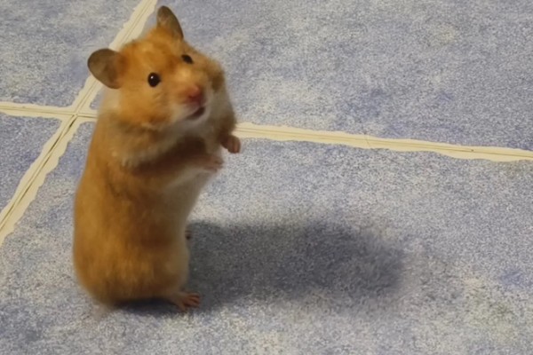 仓鼠的行为和情绪之间的关联,梳理体毛时一般处于自然、放松的状态