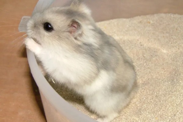 仓鼠的行为和情绪之间的关联,梳理体毛时一般处于自然、放松的状态