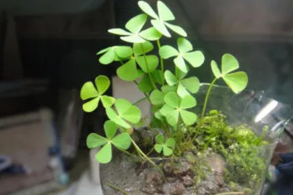 四叶草的养殖方法,夏季每隔2天浇一次水
