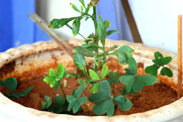 四叶草的养殖方法,夏季每隔2天浇一次水