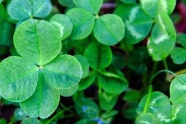 四叶草的养殖方法,夏季每隔2天浇一次水