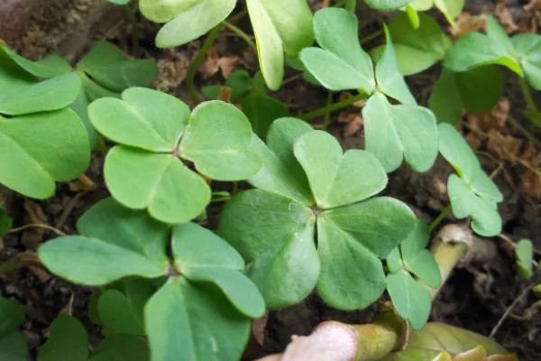 四叶草的养殖方法,夏季每隔2天浇一次水