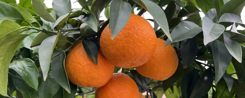 高端的柑桔品种，推荐爱媛38号、大分4号等