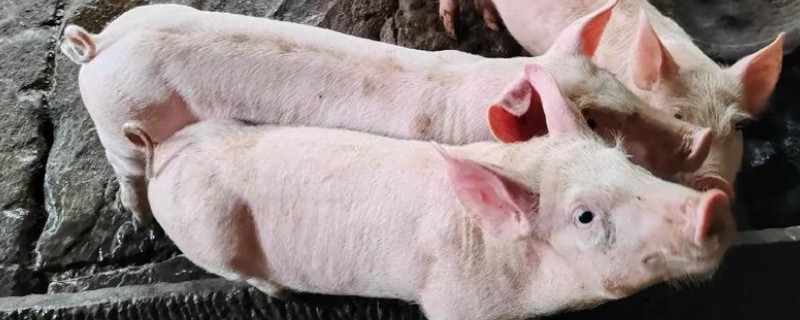 猪患上水肿病如何处理，紧急接种疫苗可控制疫情