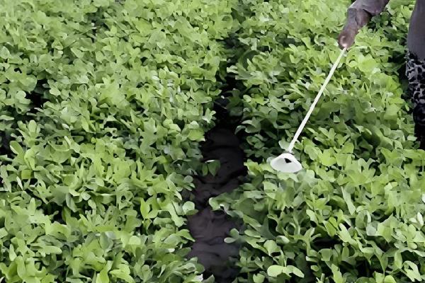 花生对肥料的需求，氮素需求最多、钾素次之、磷钙最少