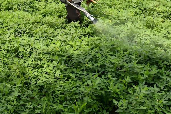 花生对肥料的需求，氮素需求最多、钾素次之、磷钙最少