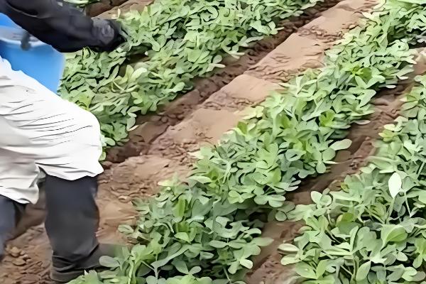 花生对肥料的需求，氮素需求最多、钾素次之、磷钙最少