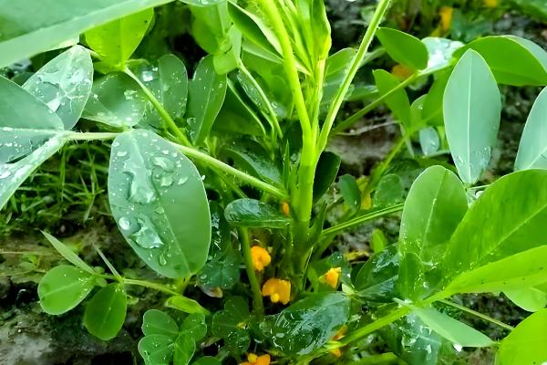 花生对肥料的需求，氮素需求最多、钾素次之、磷钙最少