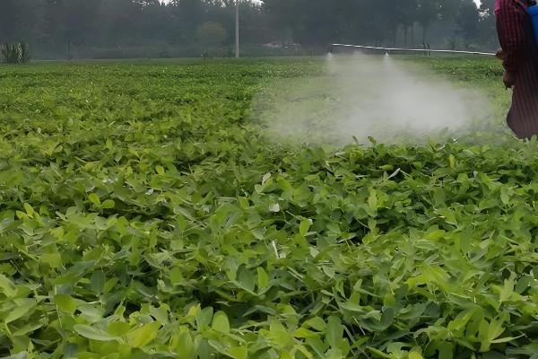 花生对肥料的需求，氮素需求最多、钾素次之、磷钙最少