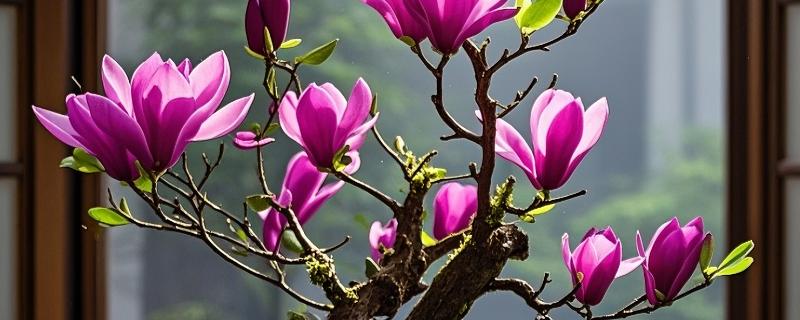 玉兰树叶子发黄枯萎怎么解决，可以适当修剪并喷洒药剂